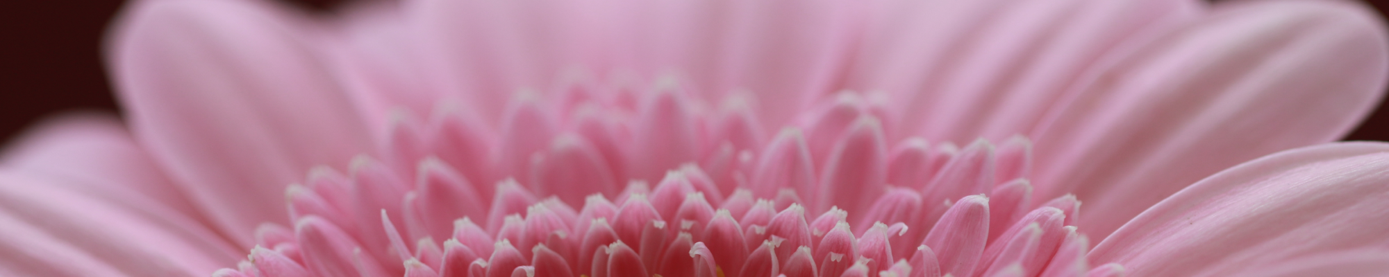 Floral - Afnan Perfumes - India