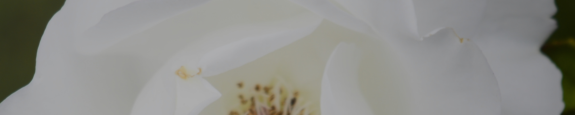 Musk - Afnan Perfumes - India