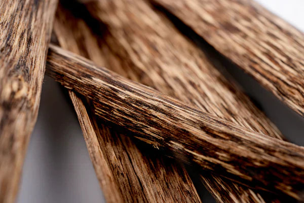 A Journey through the Enigmatic World of Oud with Afnan Perfumes - Afnan Perfumes - India